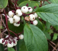 Tatarian dogwood thumbnail 4