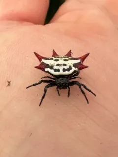 Spinybacked Orbweaver thumbnail 3