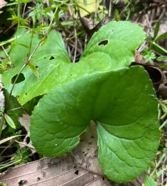 Northern Woodland Violet thumbnail 2