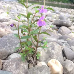 Allegheny monkeyflower thumbnail 2