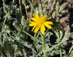 Western Hawksbeard thumbnail 1