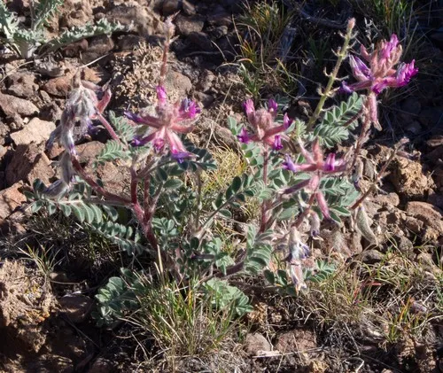 shaggy milkvetch