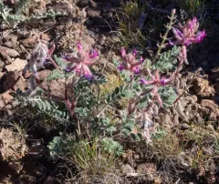 shaggy milkvetch thumbnail 1