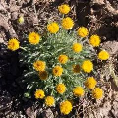 bloomer's fleabane thumbnail 1