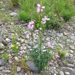 obedient plant thumbnail 3
