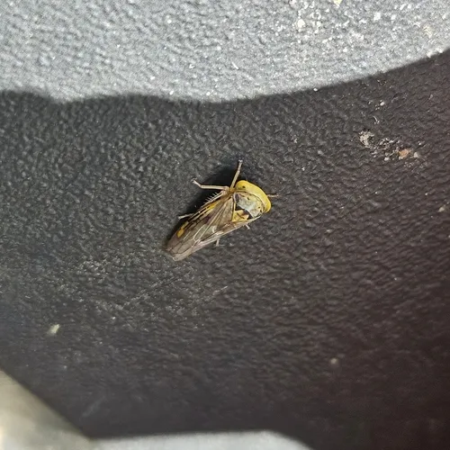 Idiocerus stigmaticalis
