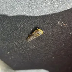 Idiocerus stigmaticalis thumbnail 1