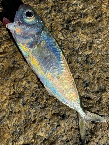 Silver-rag