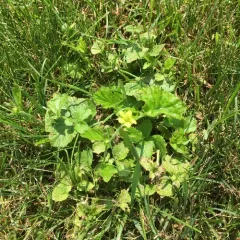 Wood Avens thumbnail 4