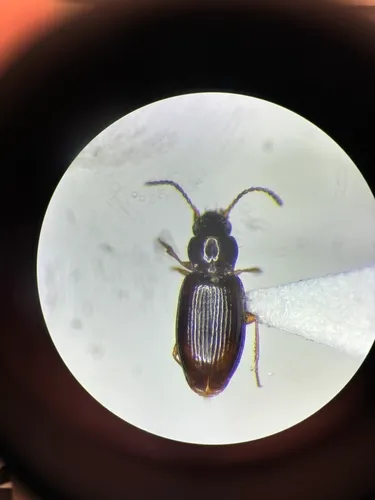 Tachys edax