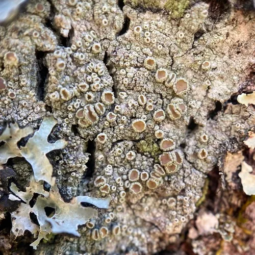 Bumpy Rim-lichen