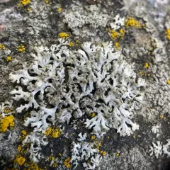 Powder-tipped Rosette Lichen thumbnail 2