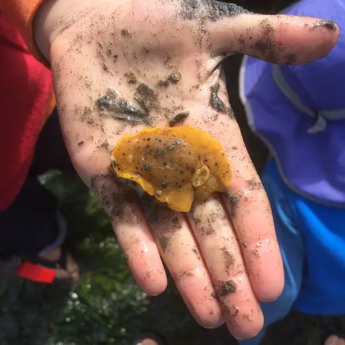 Heath's Dorid