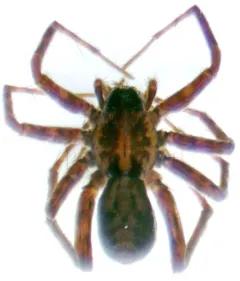 Pardosa concinna thumbnail 3