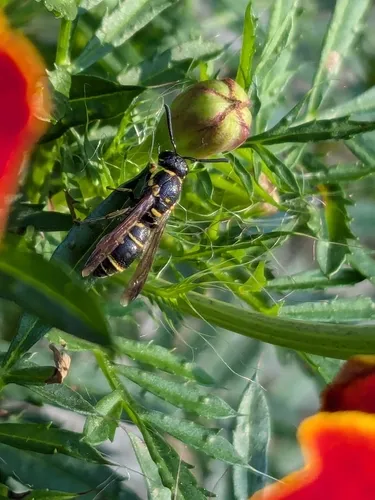 Parancistrocerus fulvipes