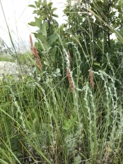 Plains Reedgrass thumbnail 4