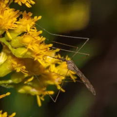 Geranomyia rostrata thumbnail 4