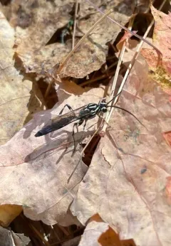 Coelichneumon pulcher thumbnail 4