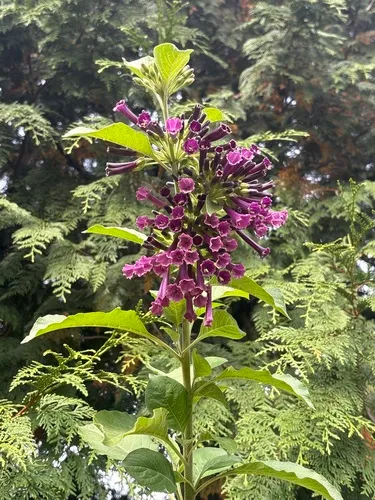 violet tubeflower