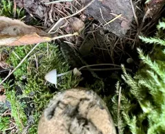 Mycena metata thumbnail 2
