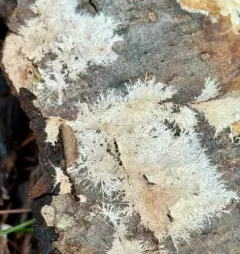 Etheirodon fimbriatum thumbnail 4
