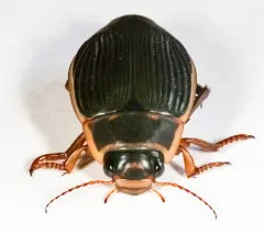 Dytiscus dauricus thumbnail 4