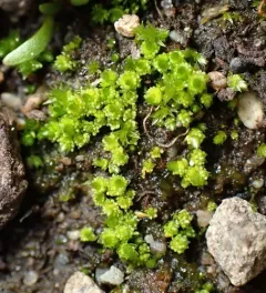 Barnes' Bryum thumbnail 3