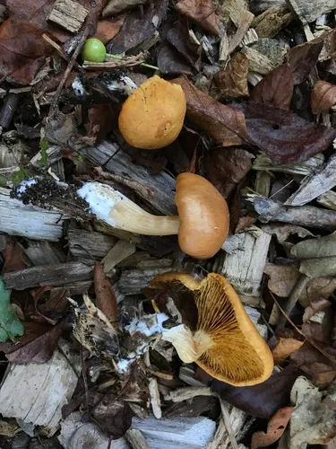 Gymnopilus flavidellus