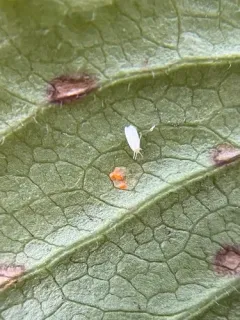 Greenhouse Whitefly thumbnail 4