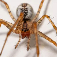 Pityohyphantes minidoka thumbnail 3