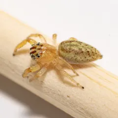 Phanias watonus thumbnail 3