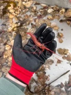 Sidestriped Shrimp thumbnail 2