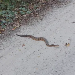 Timber Rattlesnake thumbnail 3