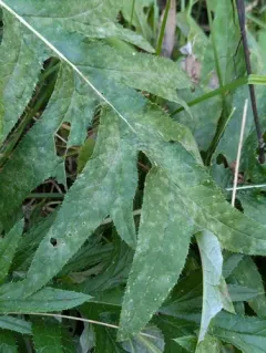 Golovinomyces montagnei thumbnail 2