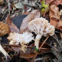 Hypomyces tubariicola thumbnail 4