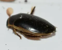 Dytiscus cordieri thumbnail 2