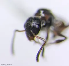 Bog Odorous Ant thumbnail 3