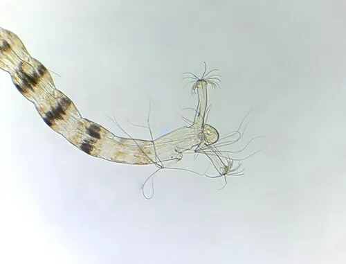 Labrundinia neopilosella