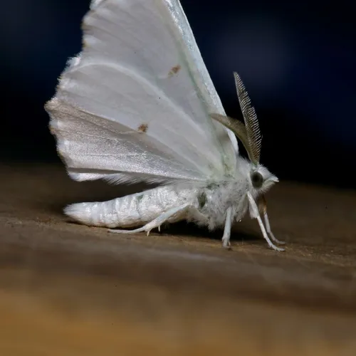Elm Spanworm Moth