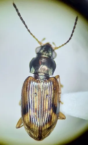 Bembidion umbratum
