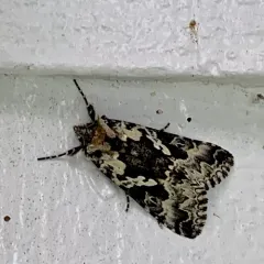 Salt-and-pepper Looper Moth thumbnail 4