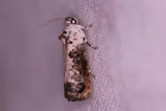 White-backed Marble thumbnail 1