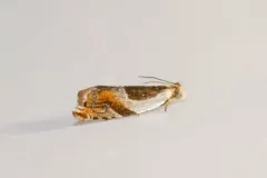 Ancylis mira thumbnail 2
