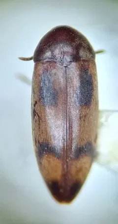 Orchesia ornata thumbnail 3
