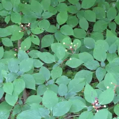 alternate-leaved dogwood thumbnail 2