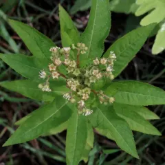 ditch stonecrop thumbnail 2