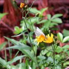 Canada hawkweed thumbnail 2