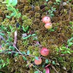 small bog cranberry thumbnail 4
