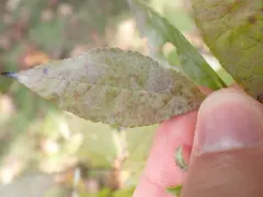Erysiphe nemopanthi thumbnail 1