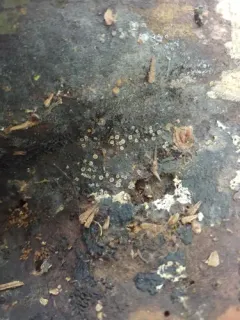 Orbilia xanthoguttulata thumbnail 2